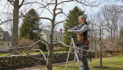 Arborist pruning fruit tree with professional tools in Andover, MA backyard for optimal growth