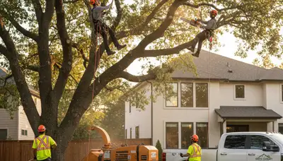 Certified arborist pruning oak tree branches in Andover, MA for expert tree care services