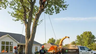 Professional tree removal service in Andover, MA safely cutting and clearing large trees