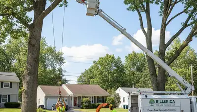 Professional tree removal service in Andover MA by local experts at Andover Tree Service