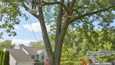 Professional tree removal service in Andover MA by certified arborists at Andover Tree Service