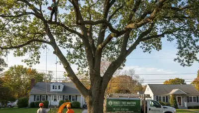 Professional tree removal service in Andover MA by certified arborists at Andover Tree Service