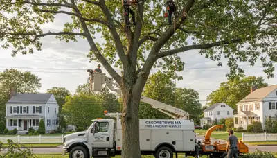 Professional tree removal service in Andover MA safely cutting and clearing large trees