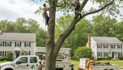 Professional tree removal service in Andover MA by licensed arborists at Andover Tree Service