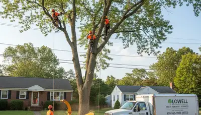 Professional tree removal service in Andover, MA by local certified arborists