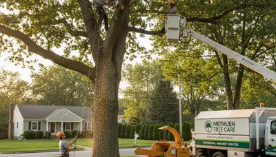Professional tree removal service in Andover, MA safely cutting down large oak tree