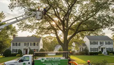 Professional tree removal service in Andover MA by certified arborists