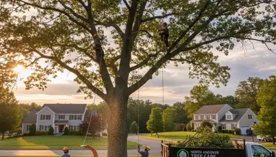 Professional tree removal service in Andover MA by certified arborists at Andover Tree Service