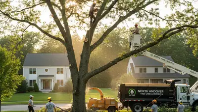 Professional tree removal service in Andover MA safely cutting and clearing large oak tree