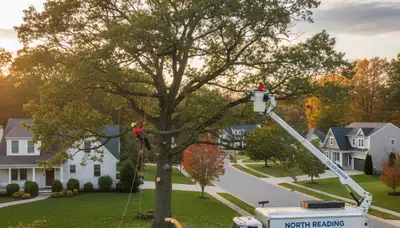 Professional tree removal service in Andover MA by certified arborists at Andover Tree Service