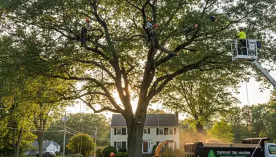 Professional tree removal service in Andover MA by certified arborists at Andover Tree Service