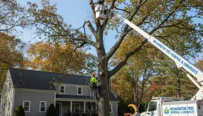 Professional tree removal service in Andover MA by certified arborists at Andover Tree Service